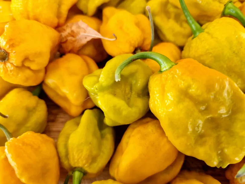 Bhut Jolokia Mustard Chilli Seeds - Image 3
