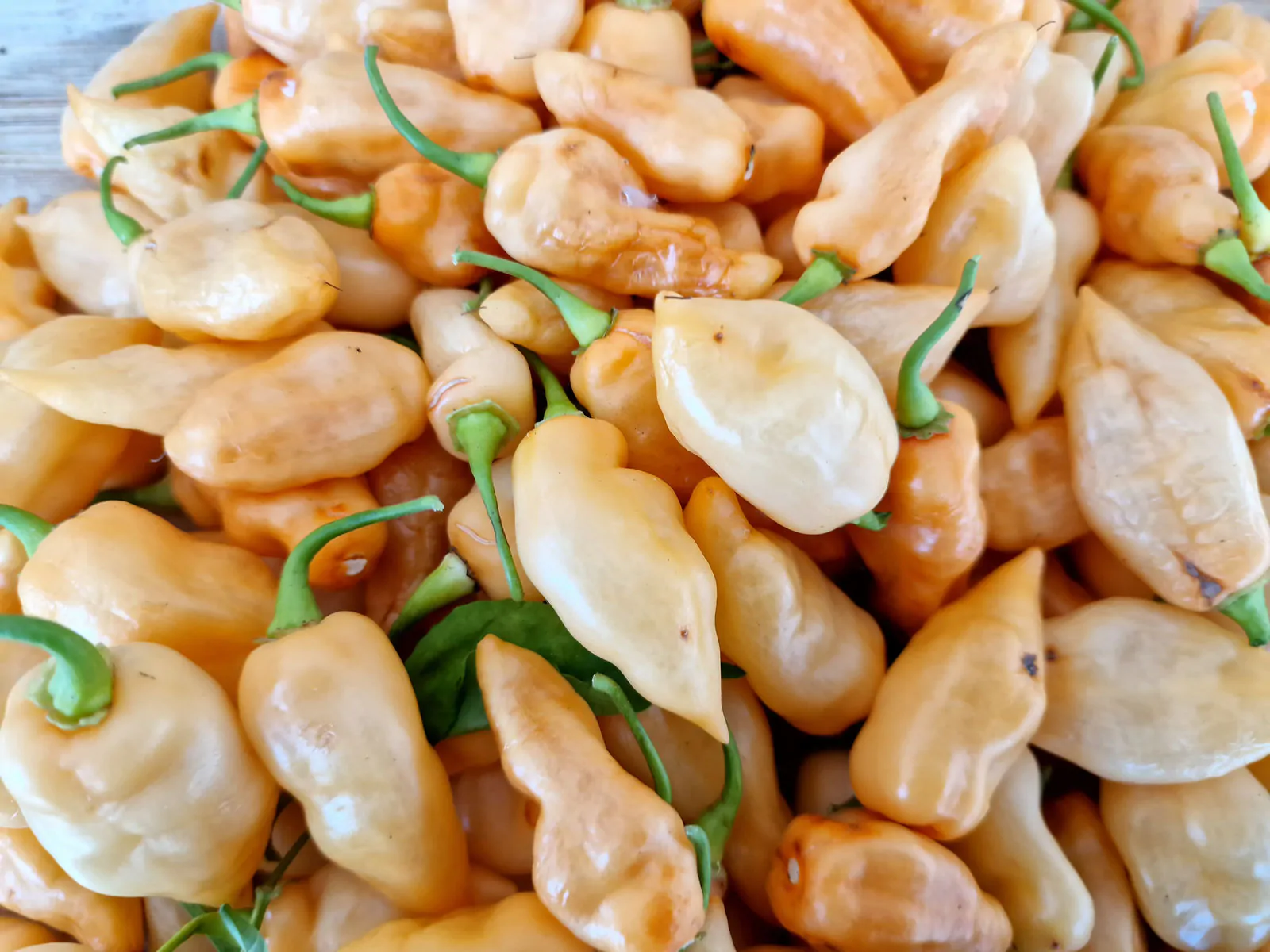 Naga Salmon Chilli Seeds - Image 6