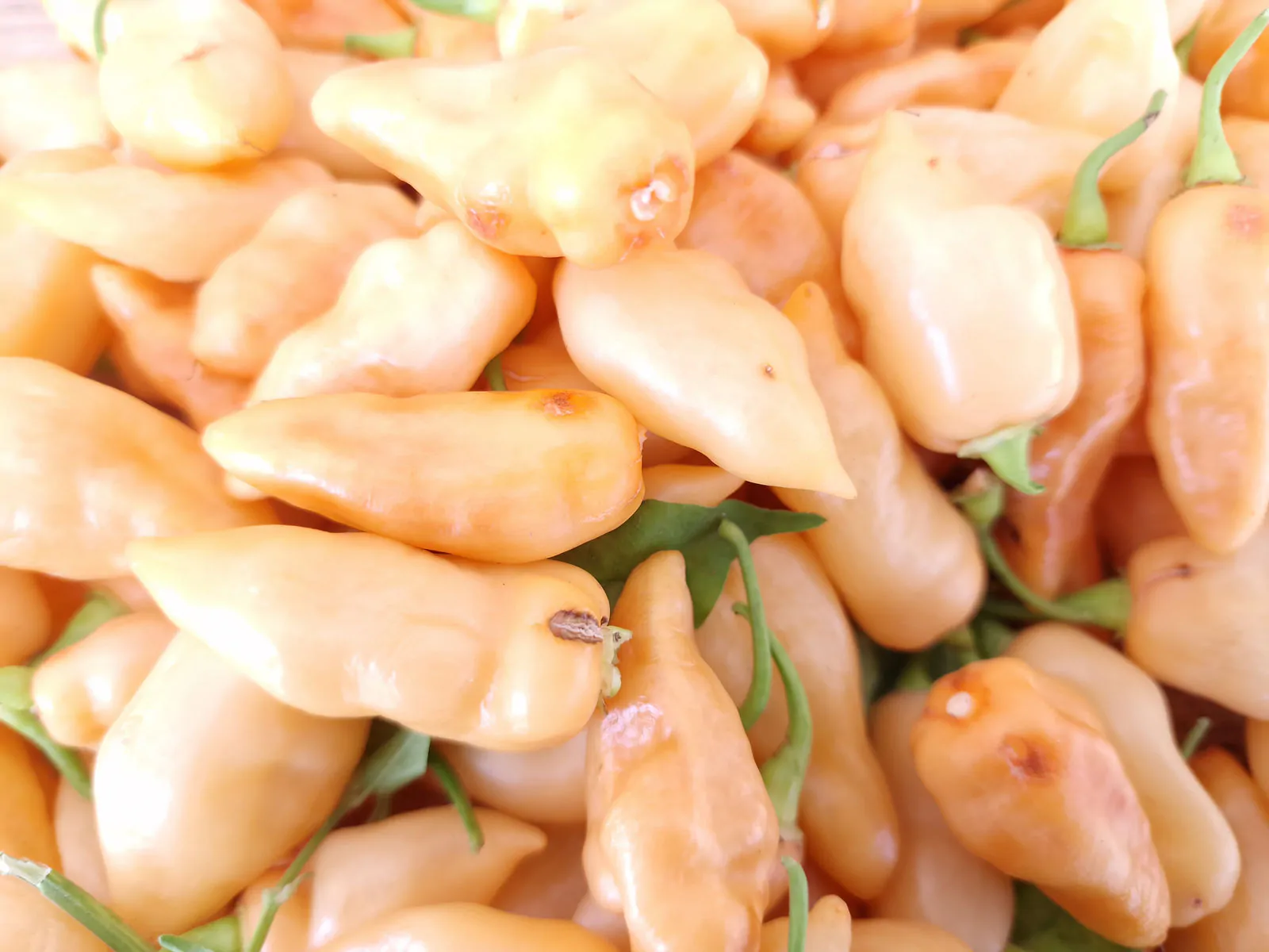 Naga Salmon Chilli Seeds - Image 3