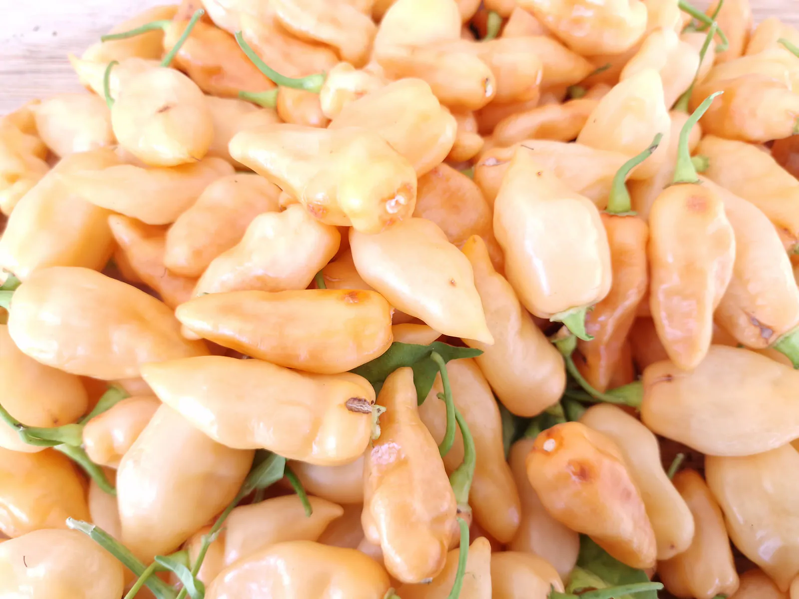 Naga Salmon Chilli Seeds - Image 4