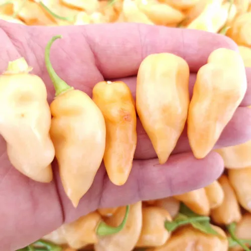 Naga Salmon Chilli Seeds