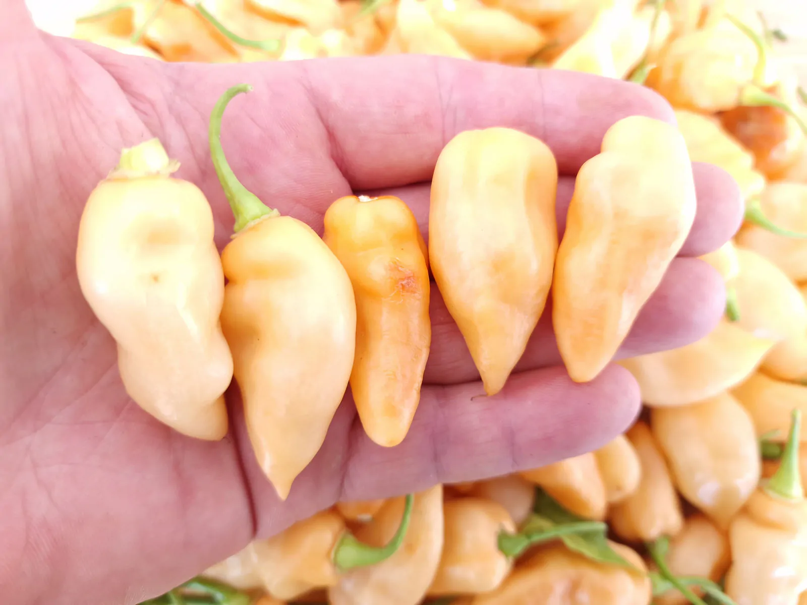 Naga Salmon Chilli Seeds