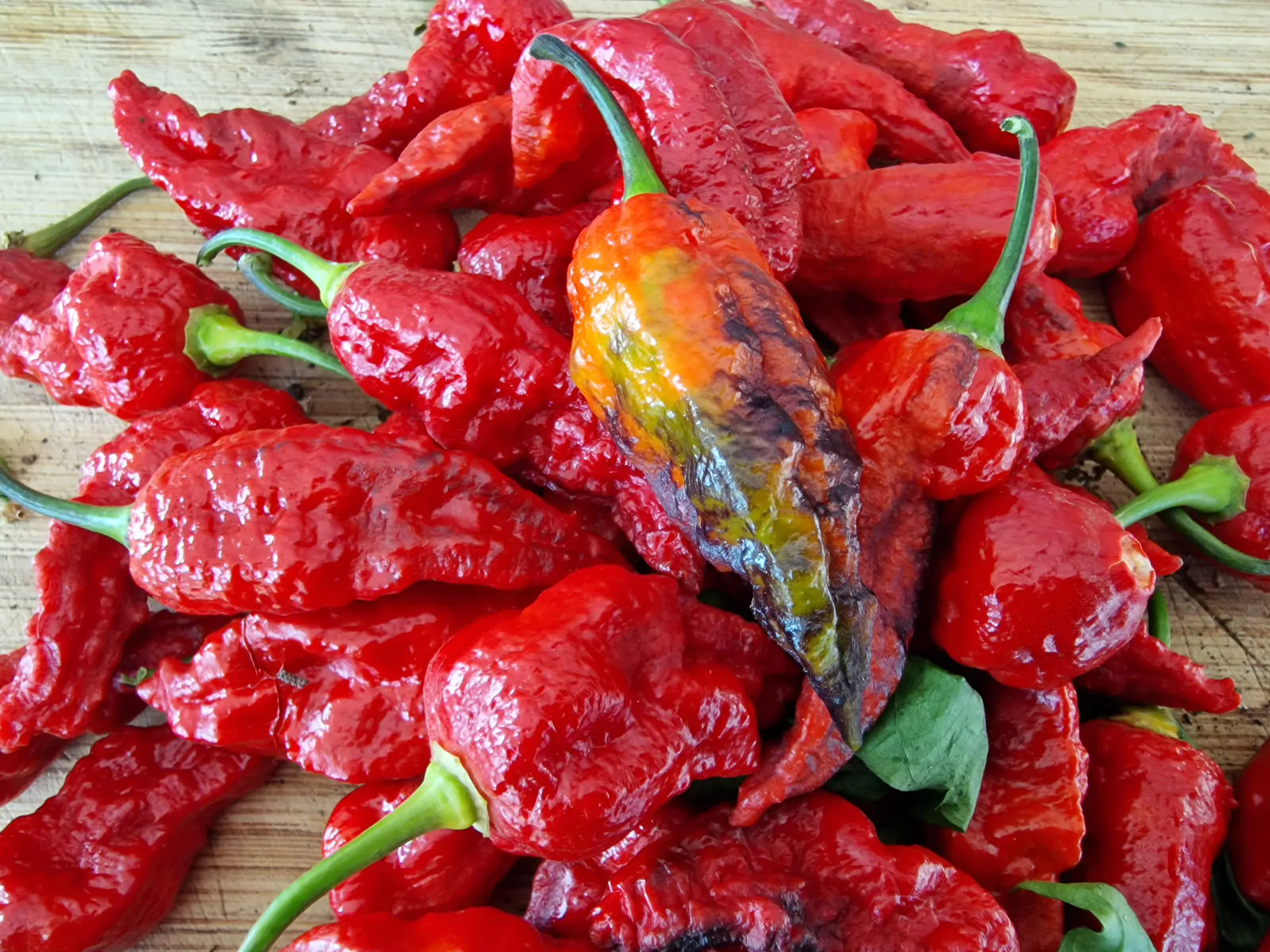 Black Panther Chilli Seeds - Image 8