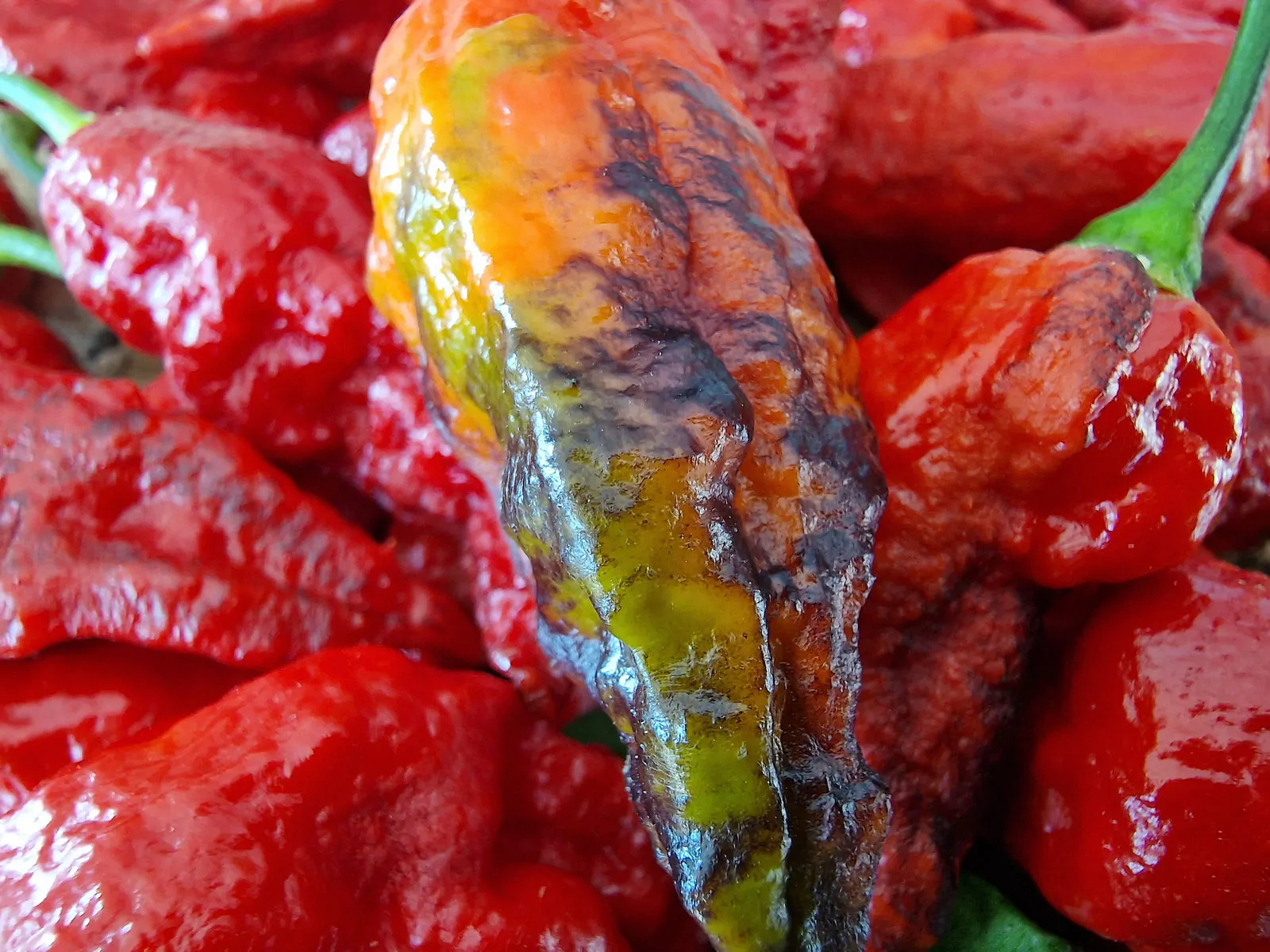 Black Panther Chilli Seeds - Image 9