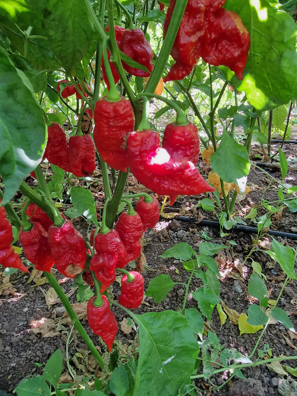 Thors Hammer Red Chilli Seeds - Image 7