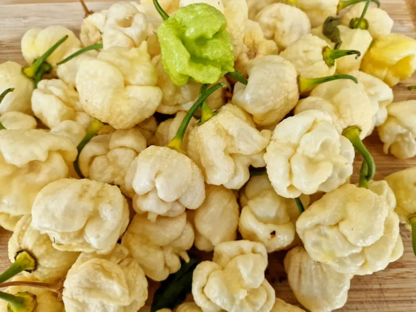 White Moruga Chilli Seeds - Image 5