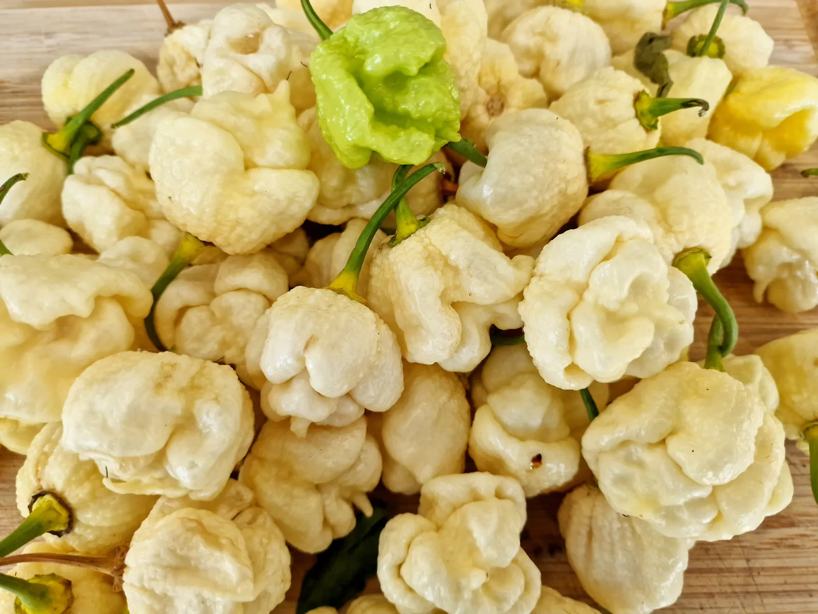 White Moruga Chilli Seeds - Image 4