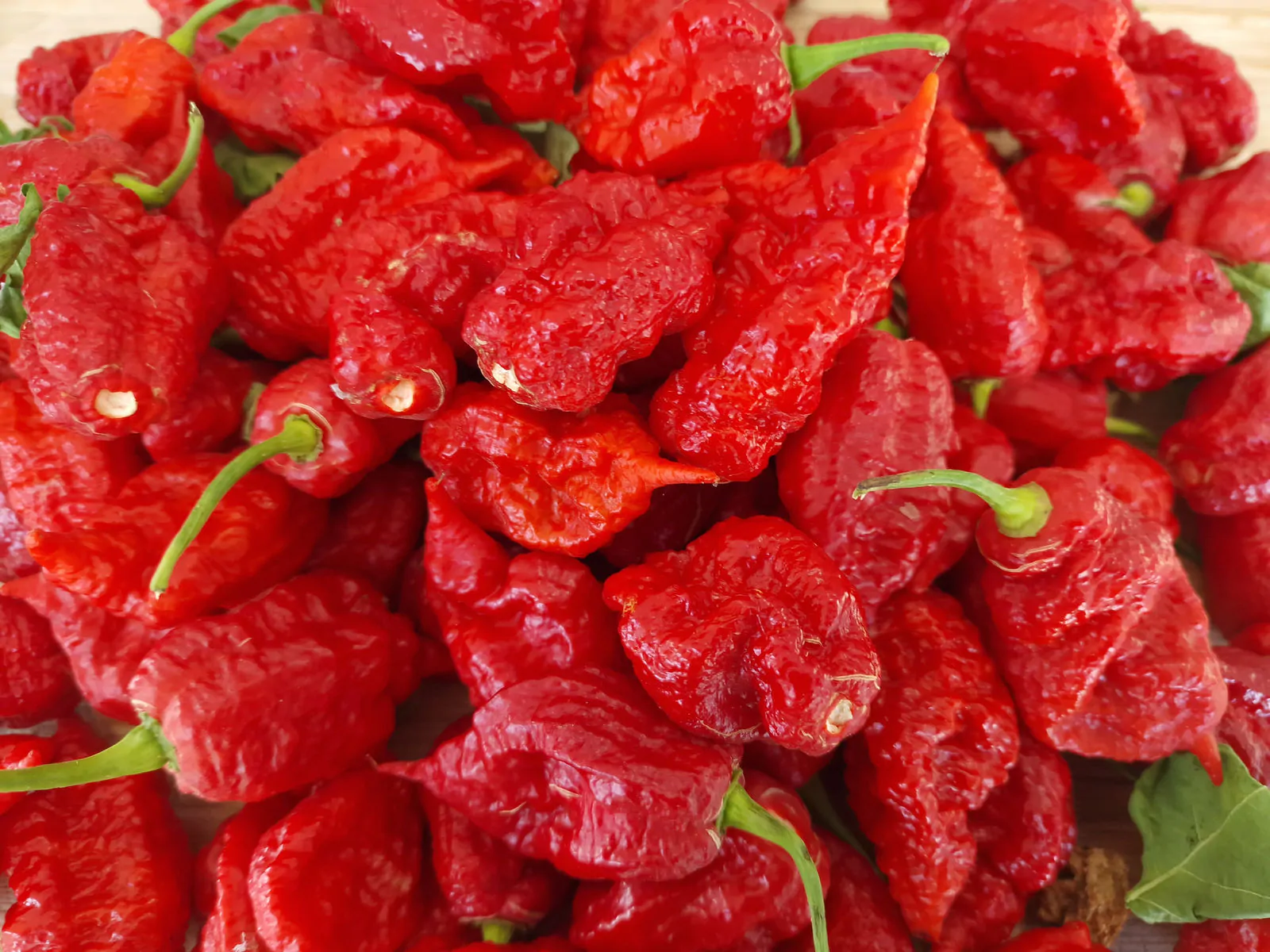Thors Hammer Red Chilli Seeds - Image 3