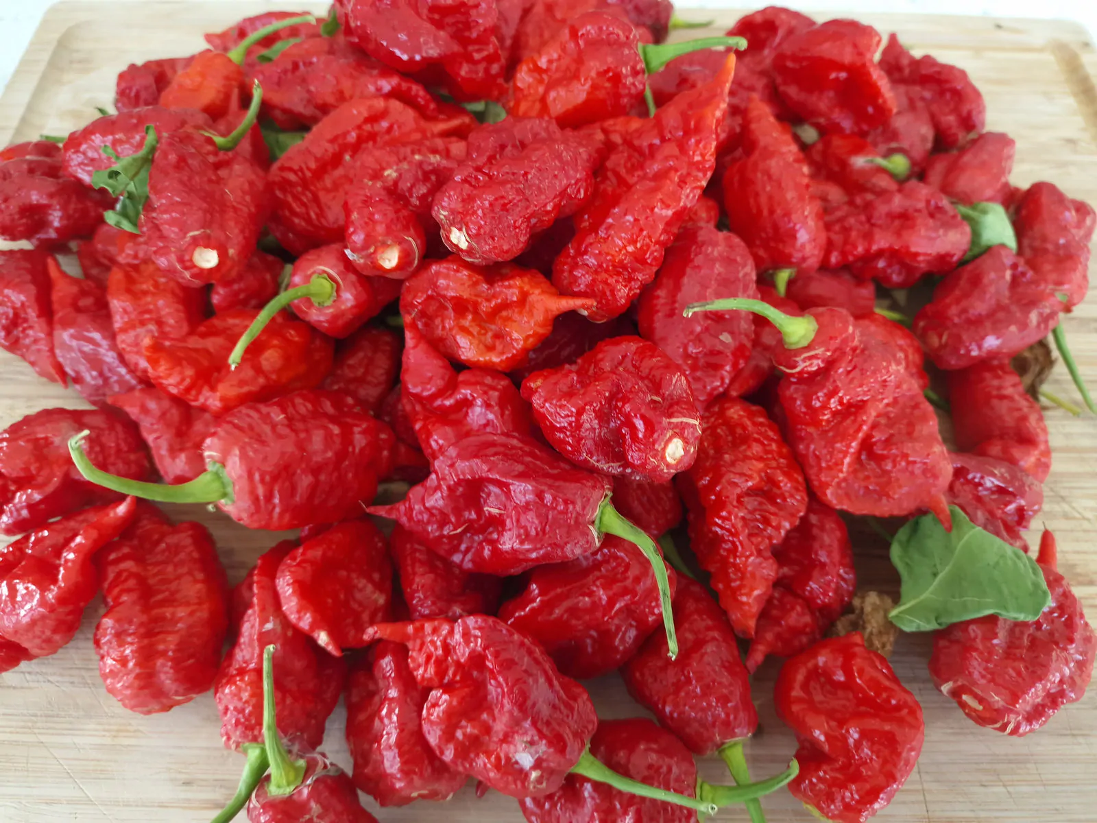 Thors Hammer Red Chilli Seeds - Image 4