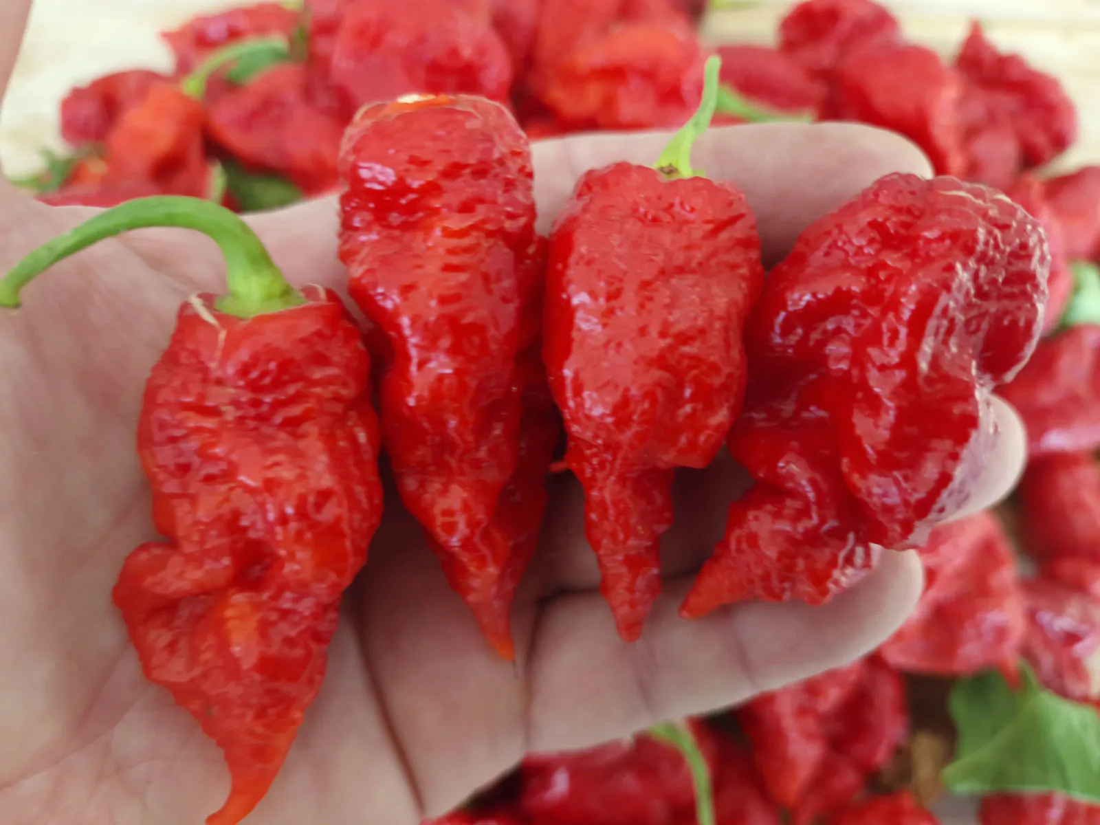 Thors Hammer Red Chilli Seeds - Image 5