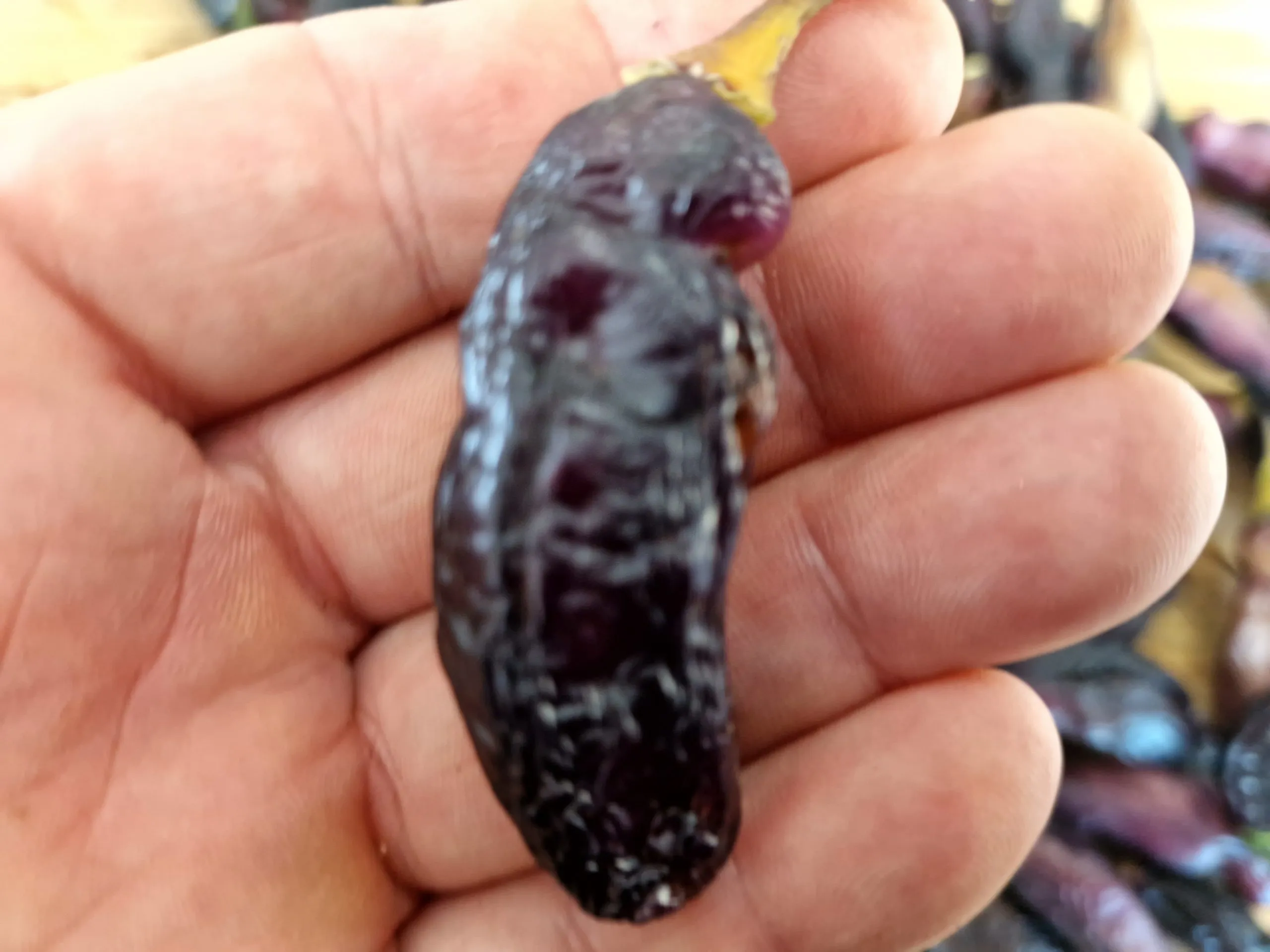 Pimenta da Neyde Chilli Seeds - Image 8