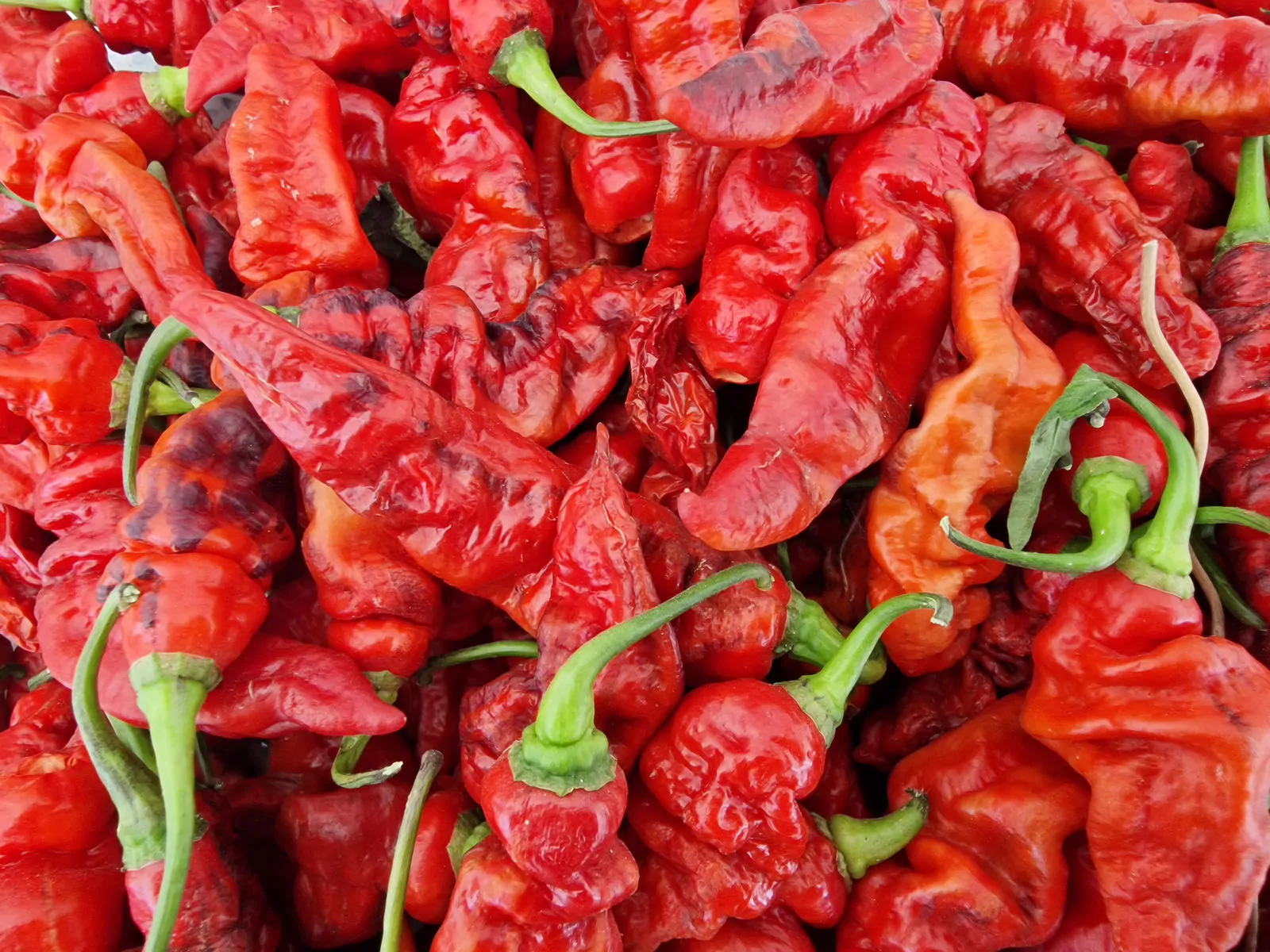 FruitGum Red Multicoloured Chilli Seeds - Image 11