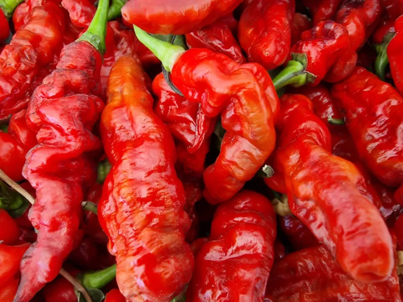 FruitGum Red Multicoloured Chilli Seeds - Image 7