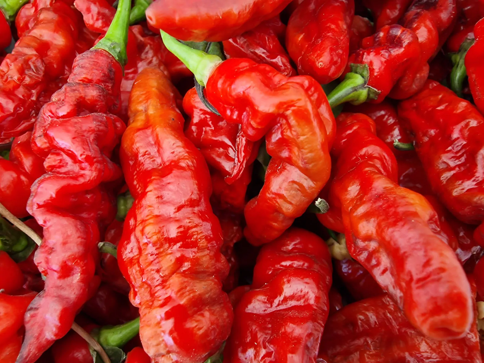 FruitGum Red Multicoloured Chilli Seeds - Image 7