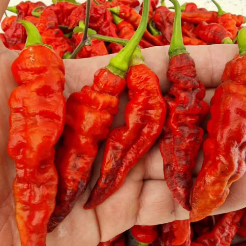 FruitGum Red Multicoloured Chilli Seeds