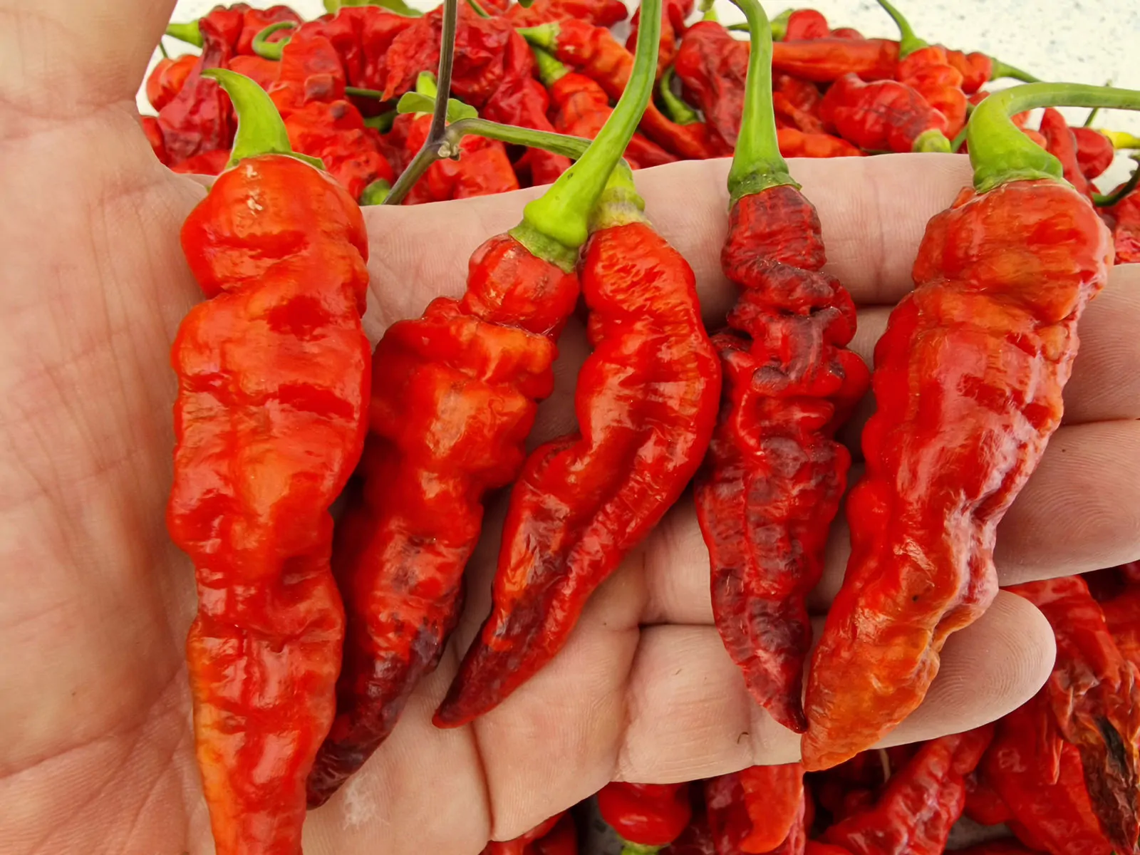 FruitGum Red Multicoloured Chilli Seeds