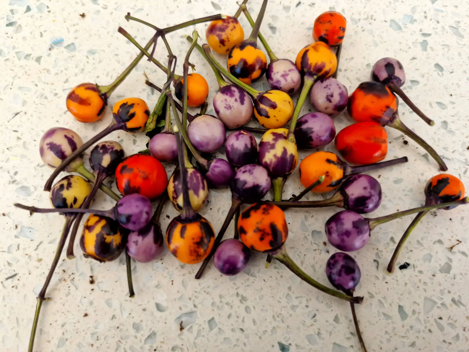 Faddas AC 101 B Chilli Seeds - Image 5