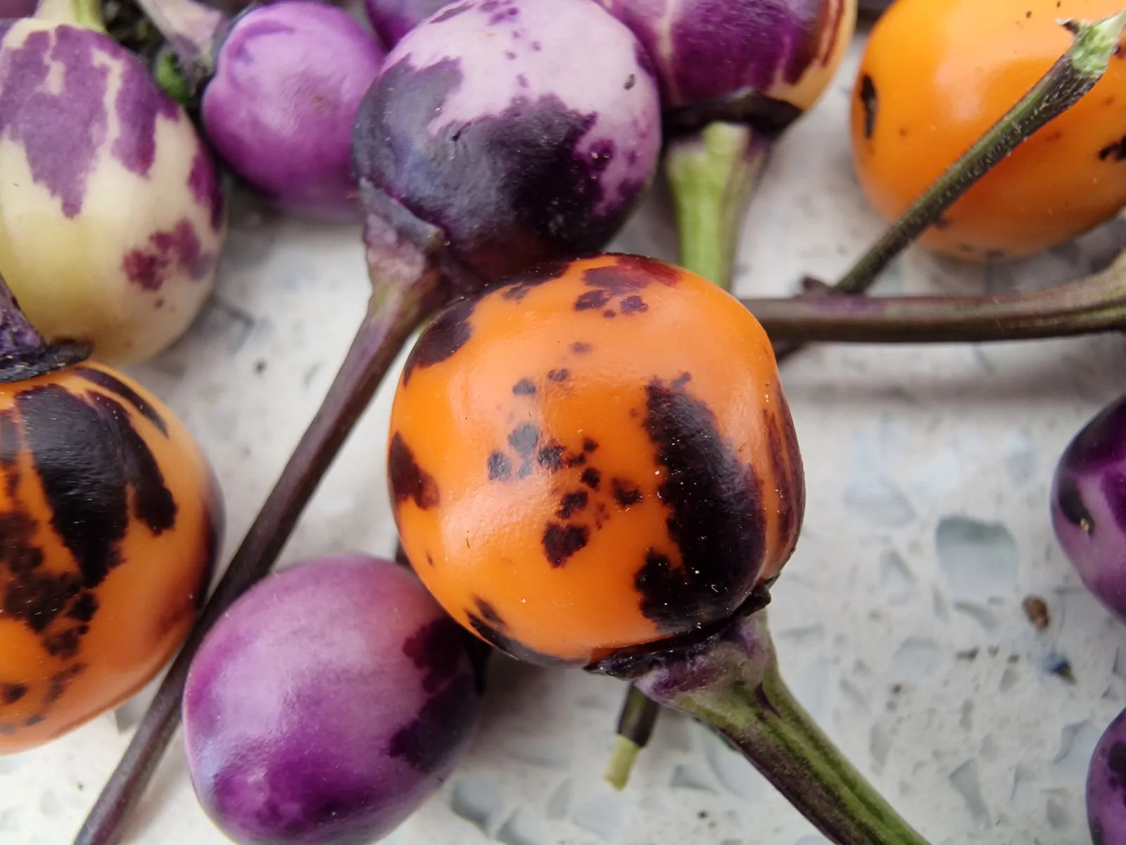 Faddas AC 101 B Chilli Seeds - Image 4