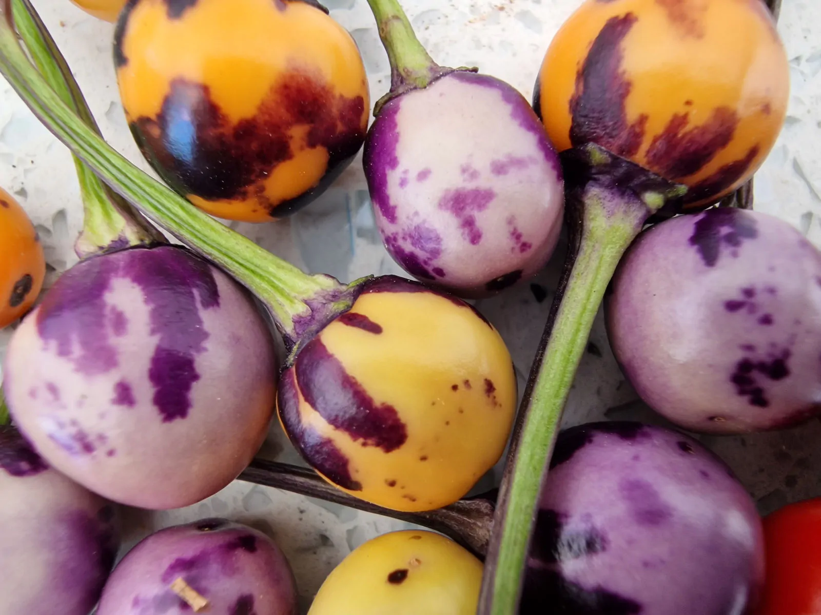 Faddas AC 101 B Chilli Seeds