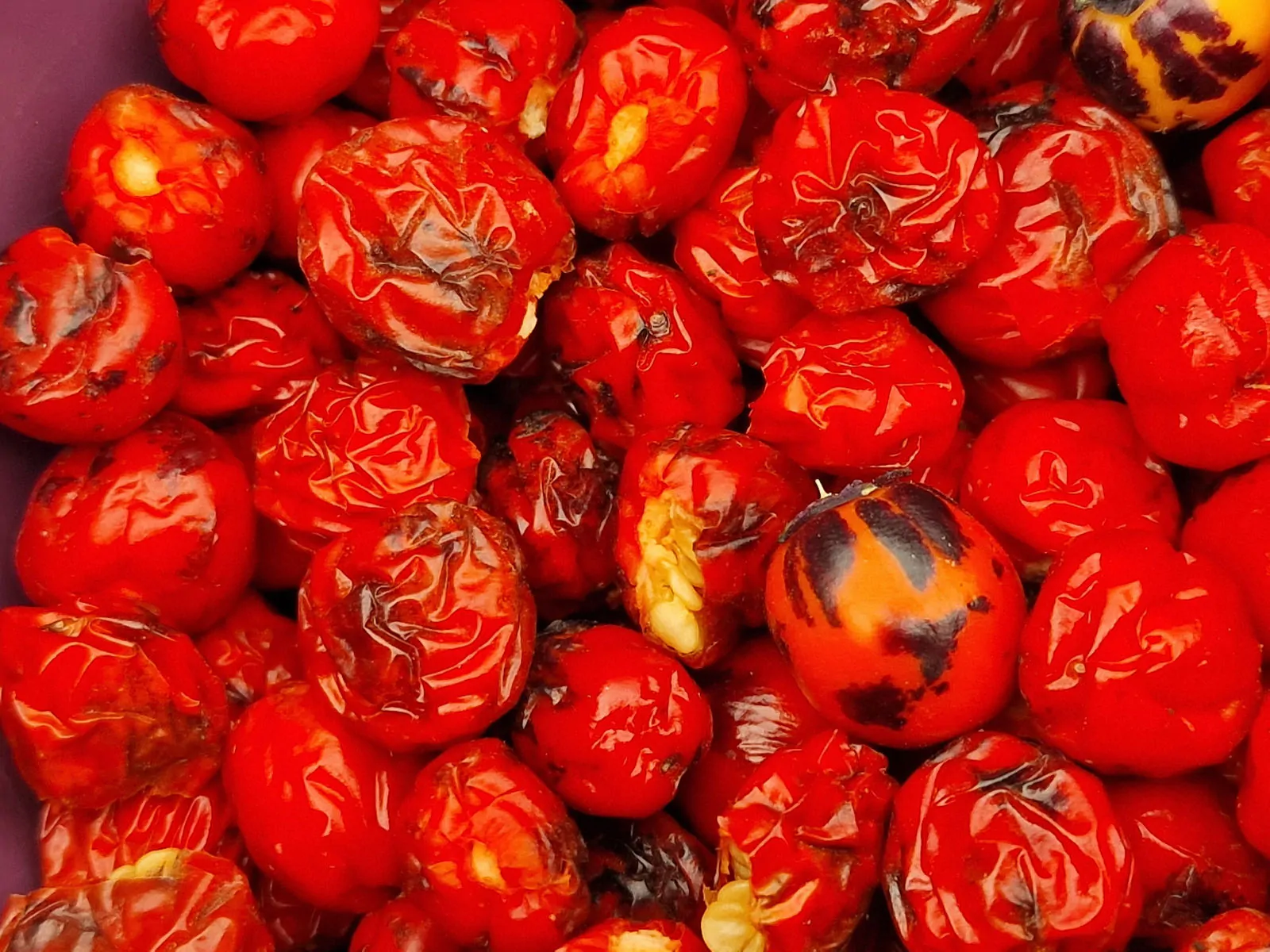 Faddas AC 101 B Chilli Seeds - Image 6