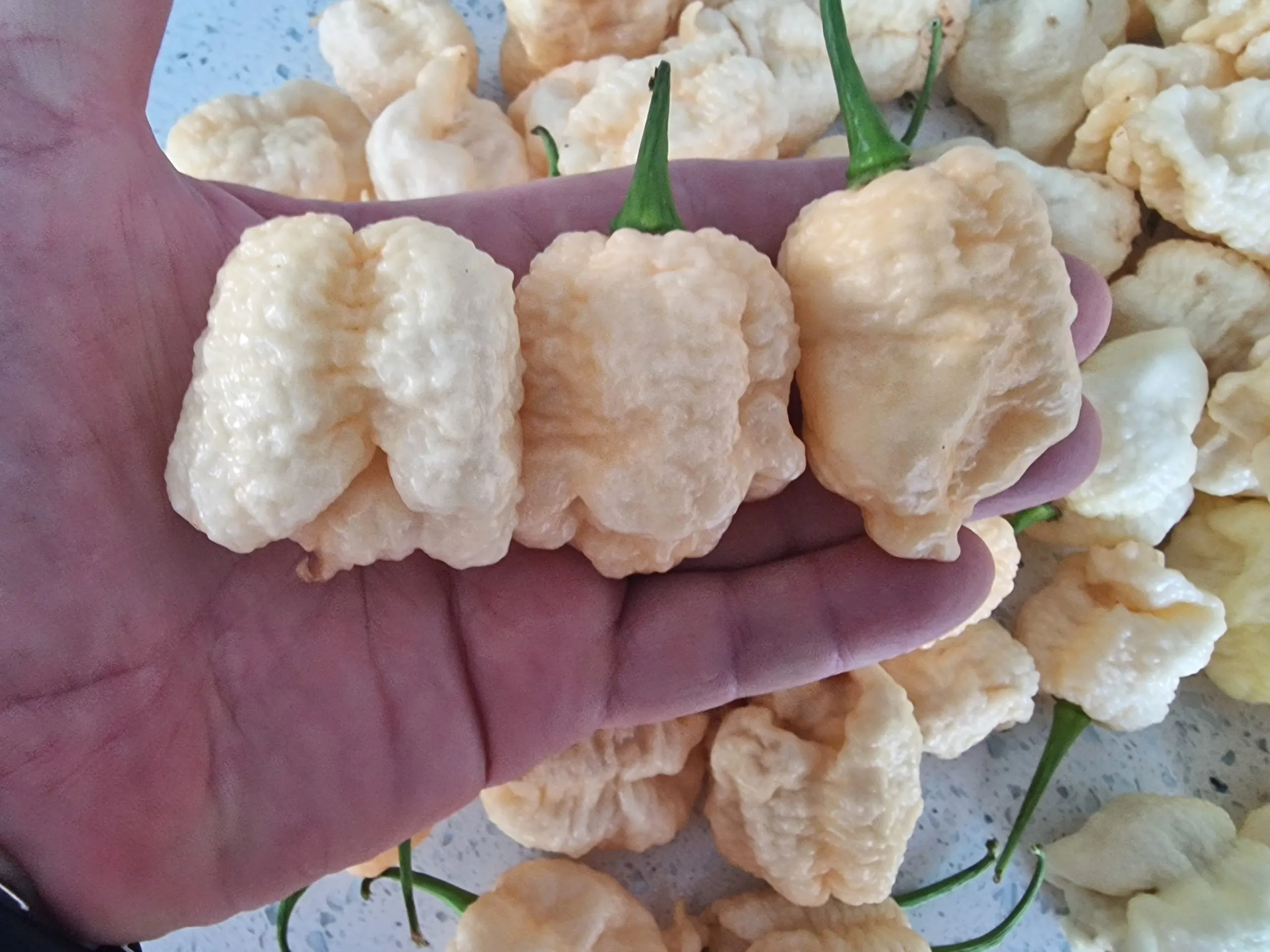 WhyNot White Chilli Seeds - Image 5