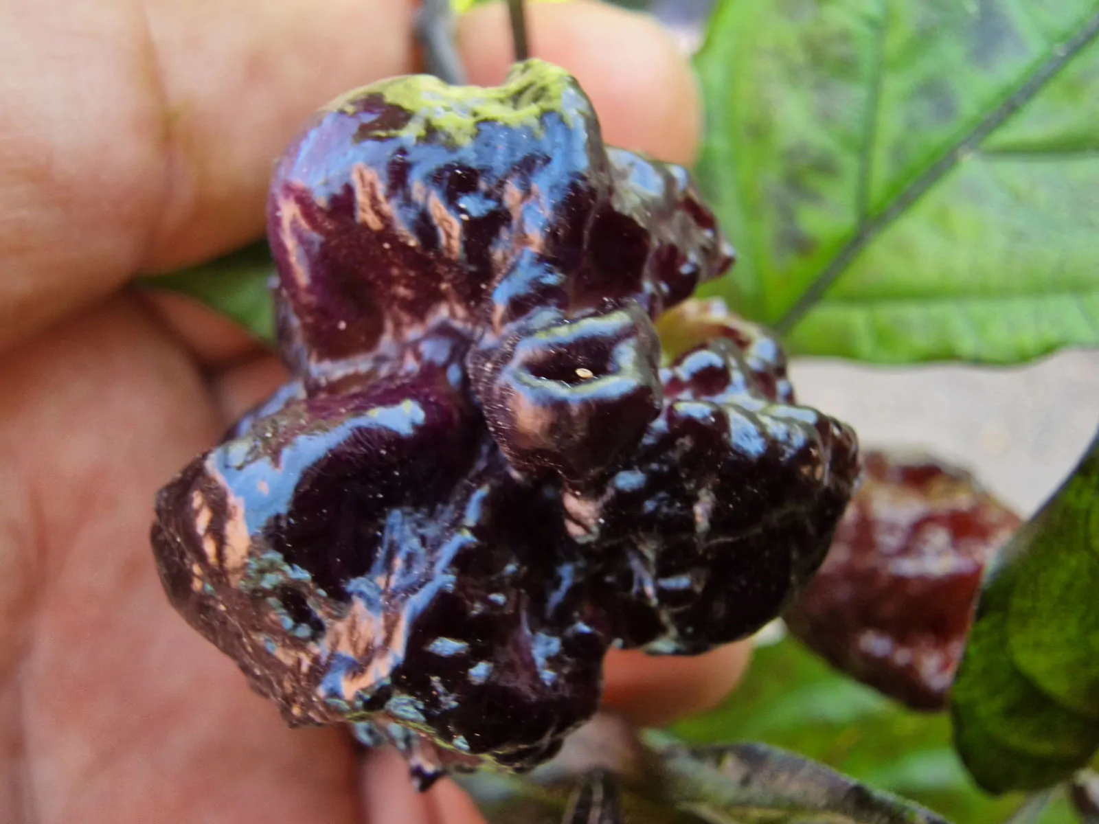 Moruga Blackjack Chilli Seeds - Image 2