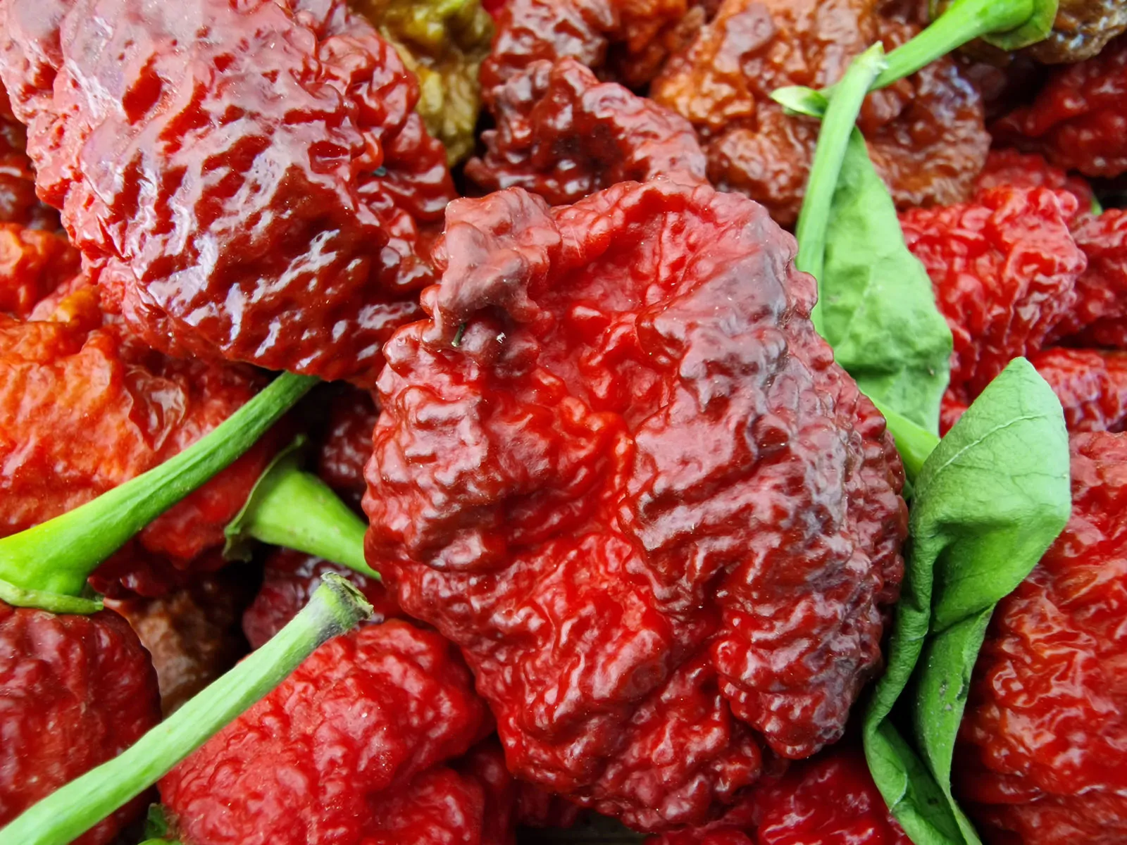 HellBoy Chilli Seeds - Image 6