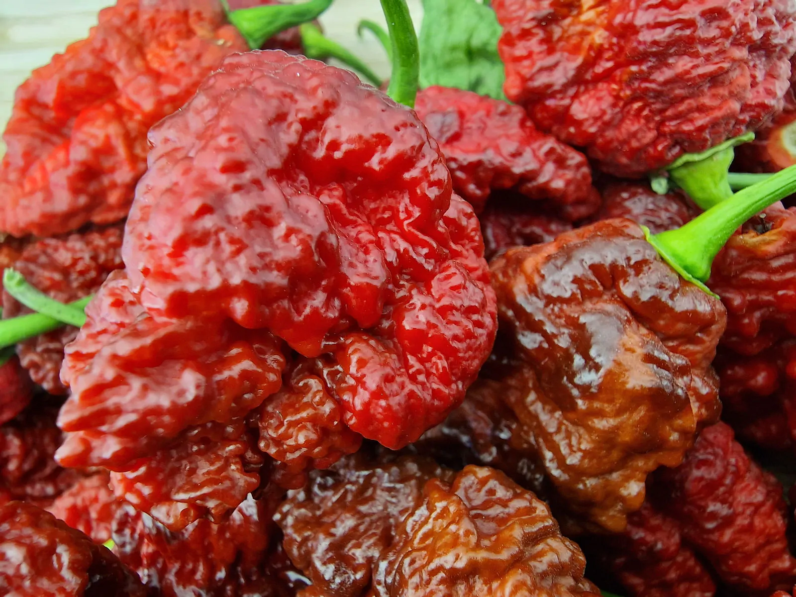 HellBoy Chilli Seeds - Image 7