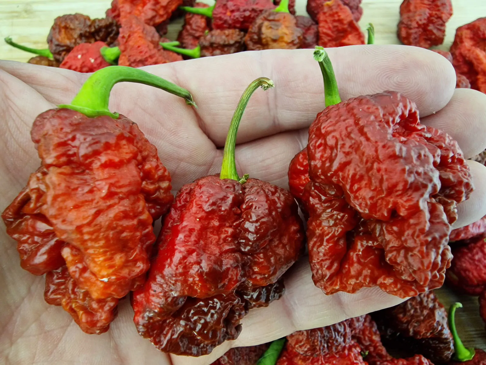 HellBoy Chilli Seeds - Image 8