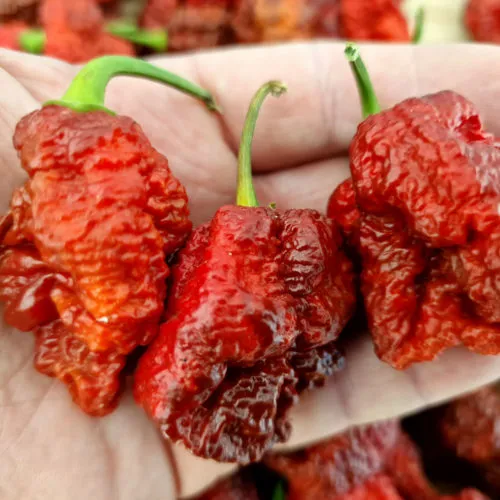 HellBoy Chilli Seeds