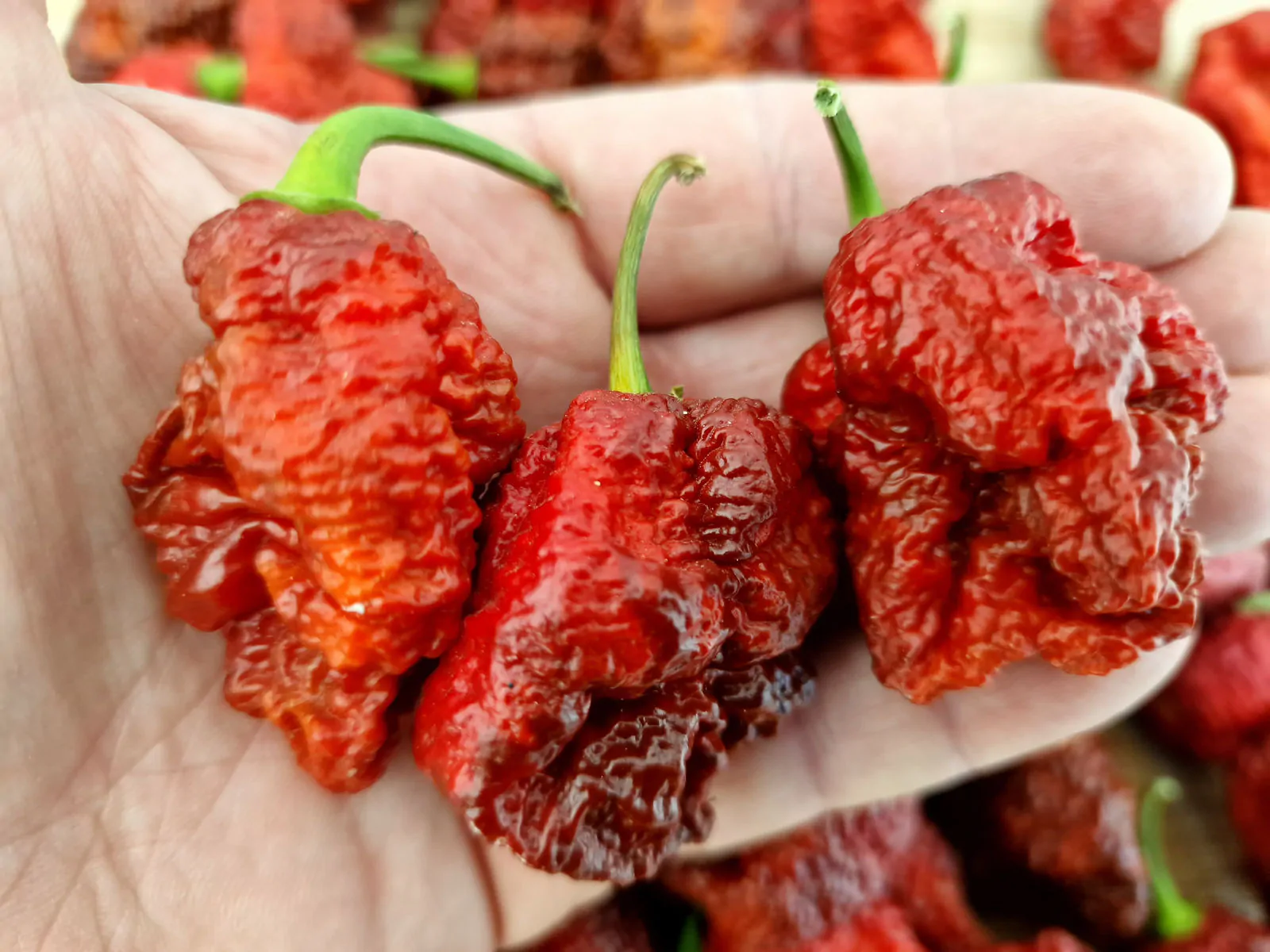 HellBoy Chilli Seeds