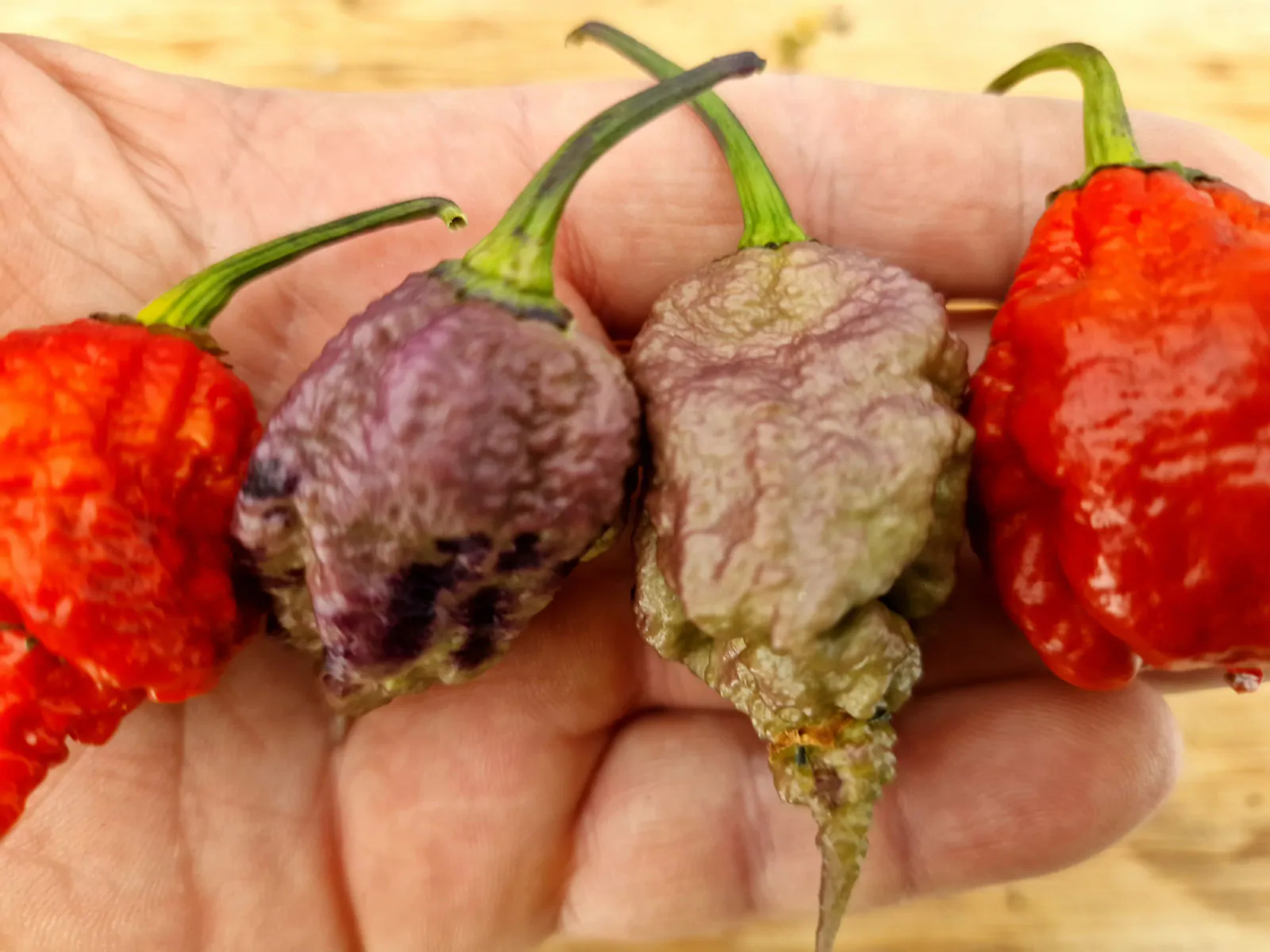Purple Death Chilli Seeds - Image 5