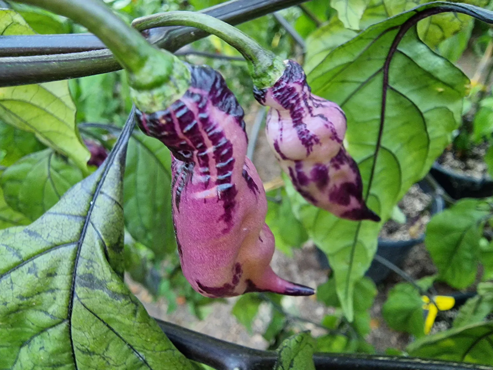 The Purple Dream Chilli Seeds - Image 6