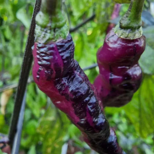 The Purple Dream Chilli Seeds