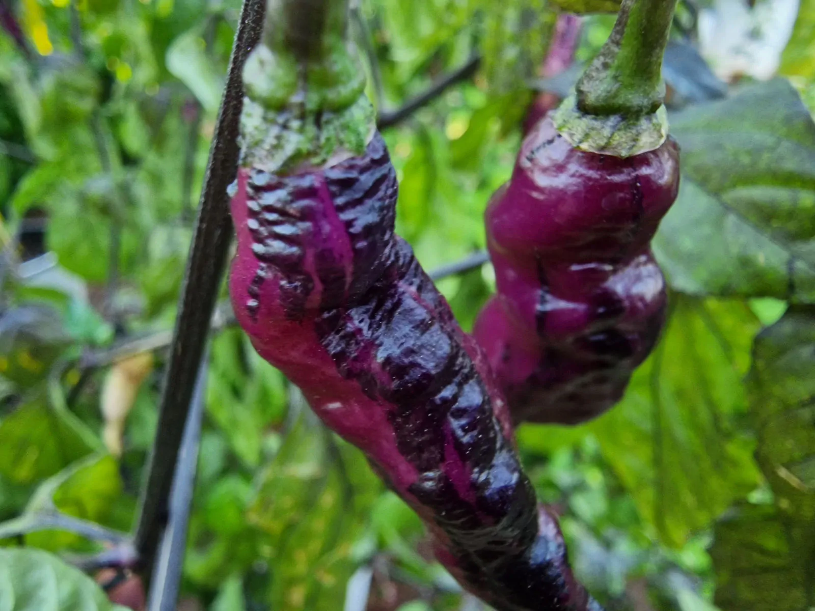 The Purple Dream Chilli Seeds