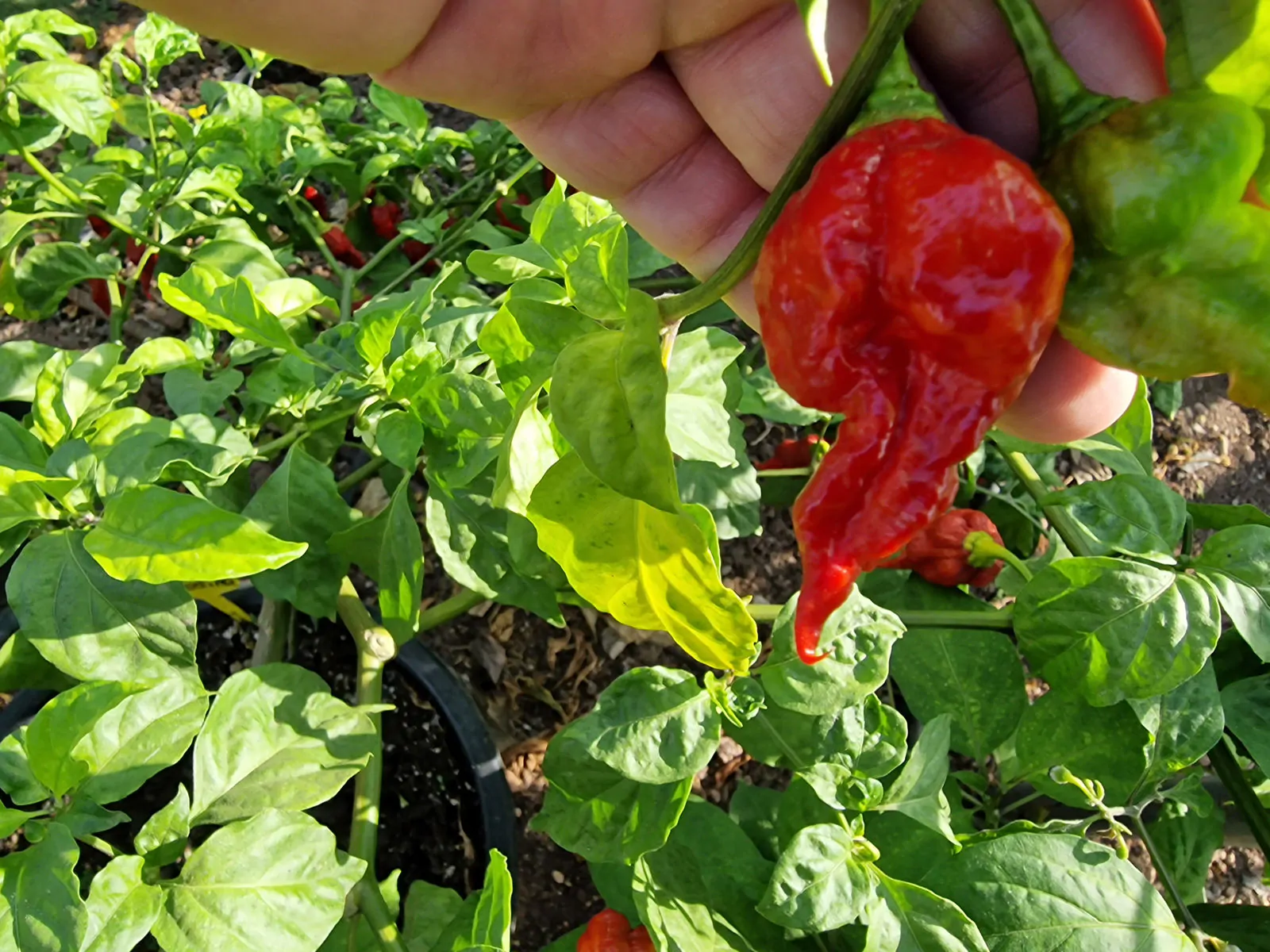 Gasoline Chilli Seeds - Image 10