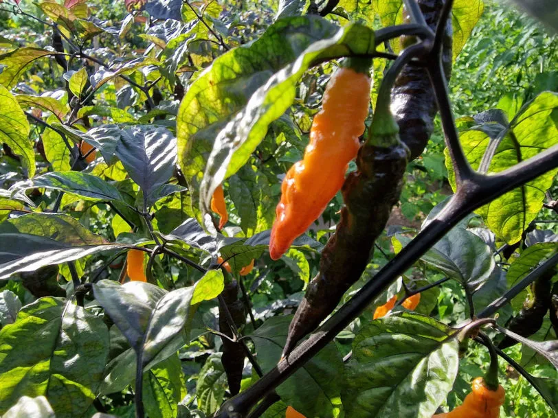 Orange Tiger Chilli Seeds - Image 10