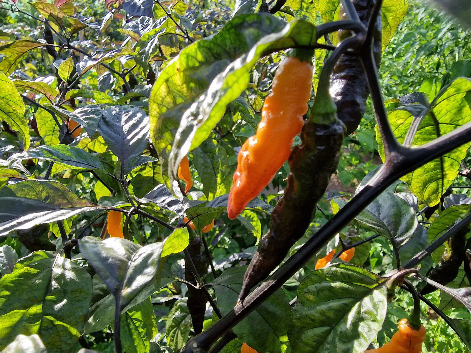 Orange Tiger Chilli Seeds - Image 10