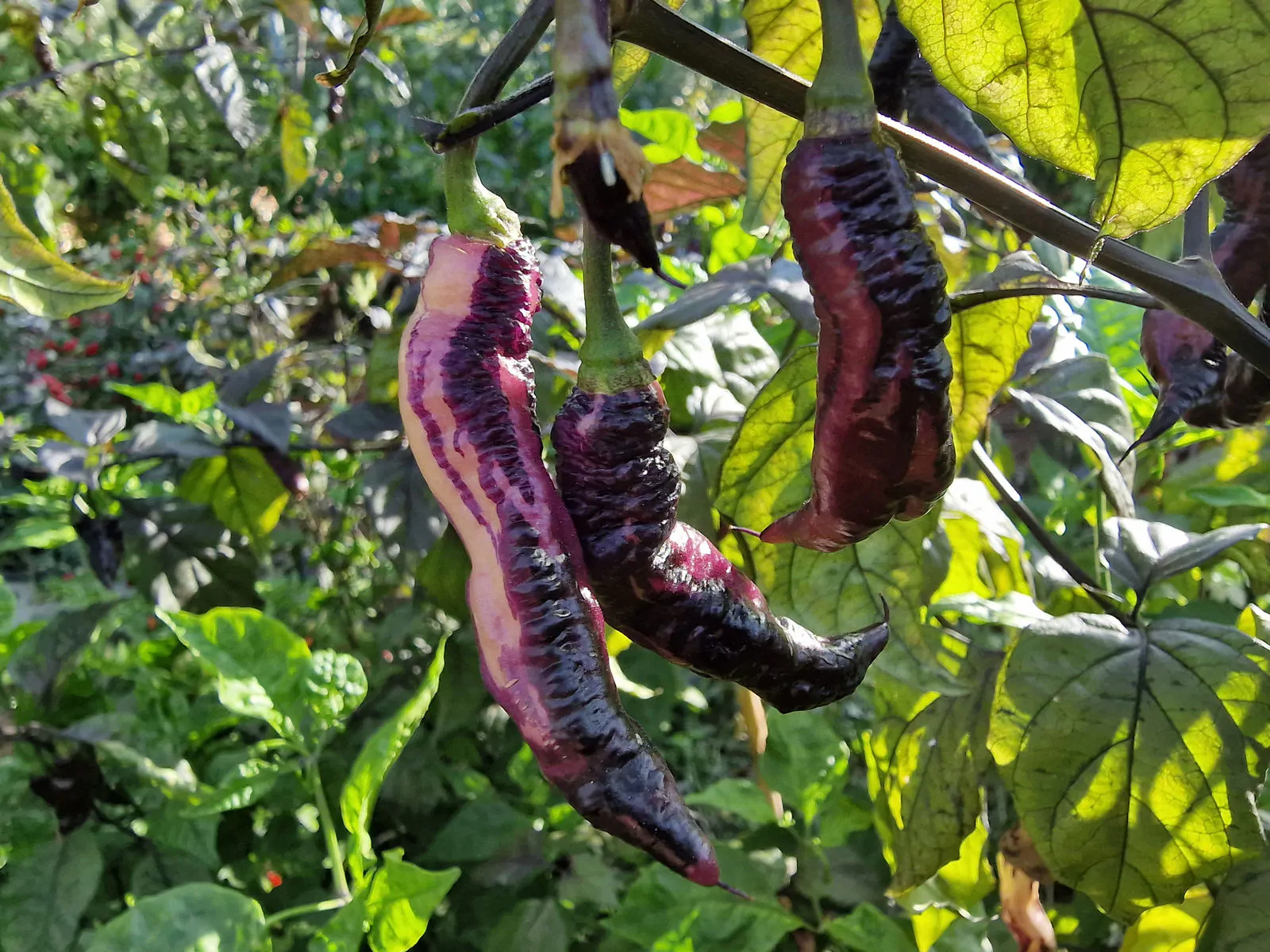 The Purple Dream Chilli Seeds - Image 3
