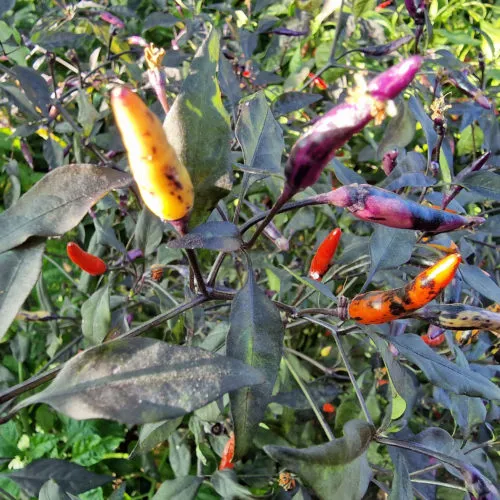 Kali Mirch Chilli Seeds