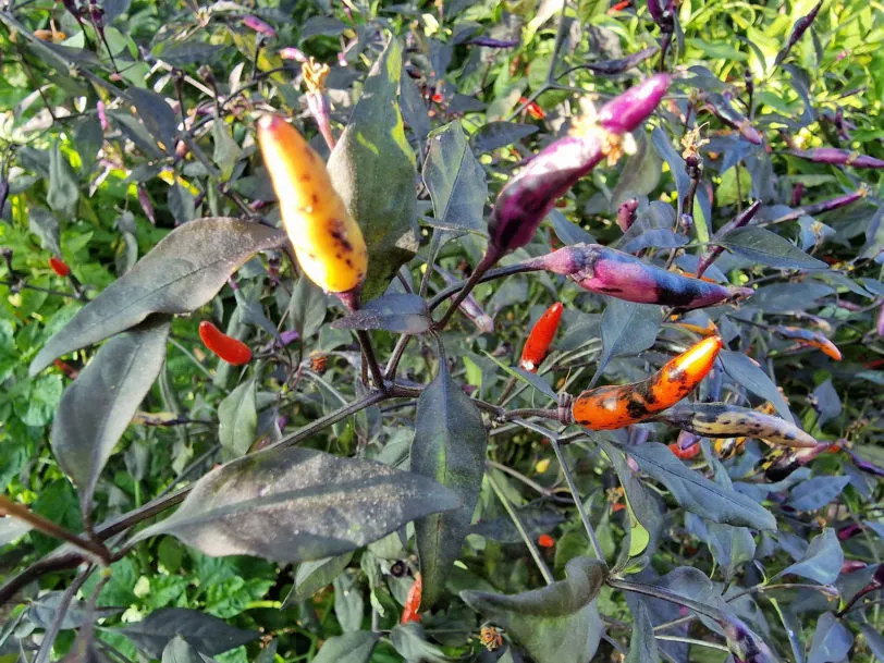 Kali Mirch Chilli Seeds