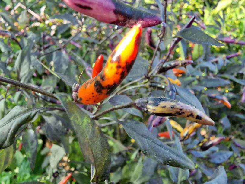 Kali Mirch Chilli Seeds - Image 6