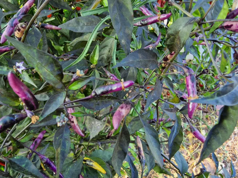 Kali Mirch Chilli Seeds - Image 7