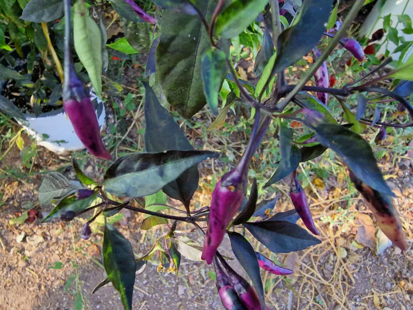 Kali Mirch Chilli Seeds - Image 2