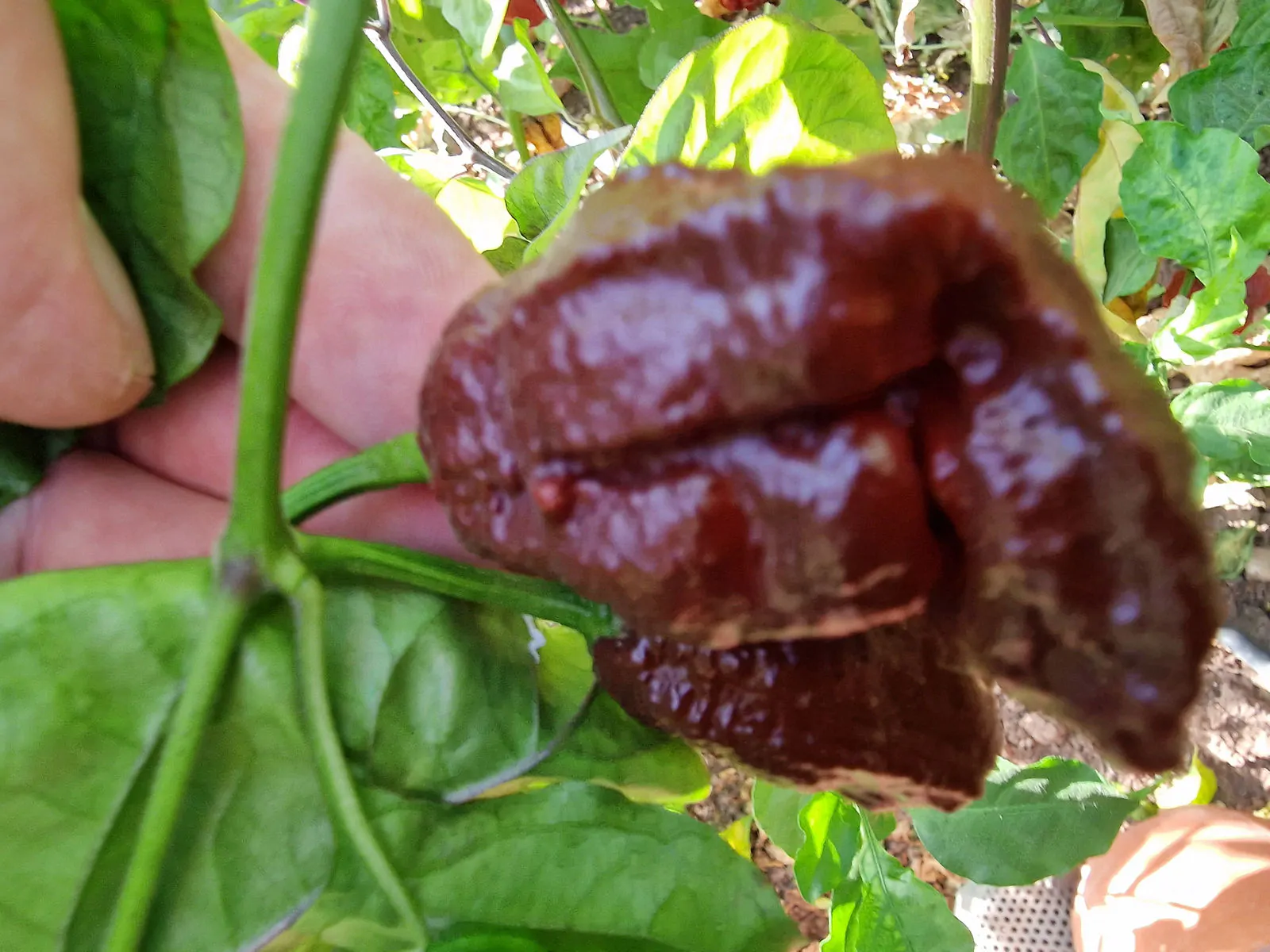 Chocolate Bhutlah CS Pepper Chilli Seeds - Image 8