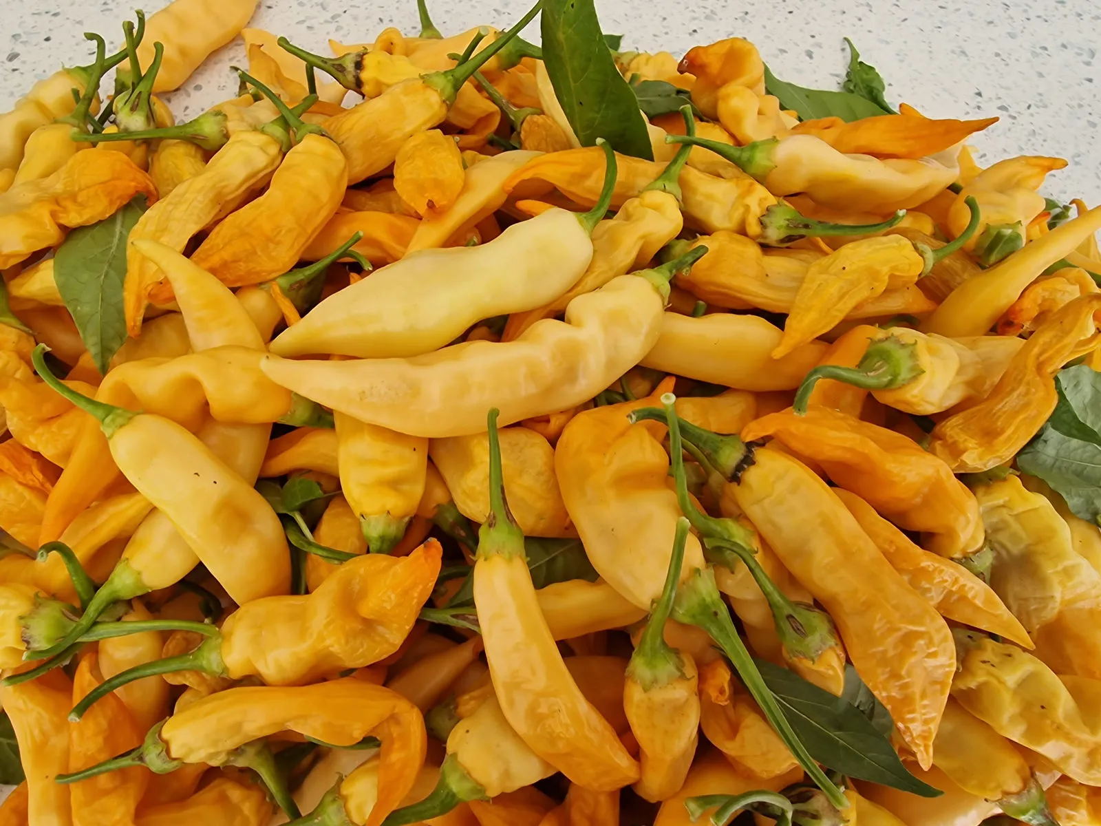 Sugar Rush Peach Chilli Seeds - Image 5