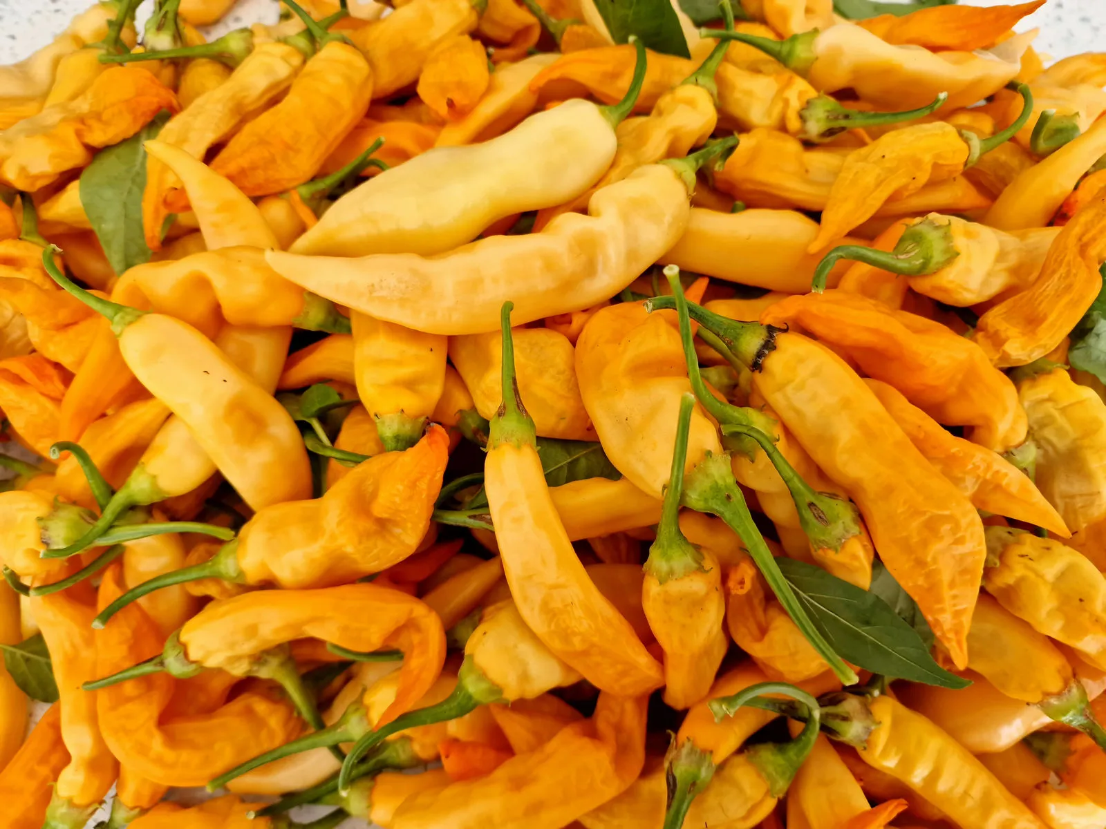 Sugar Rush Peach Chilli Seeds - Image 2