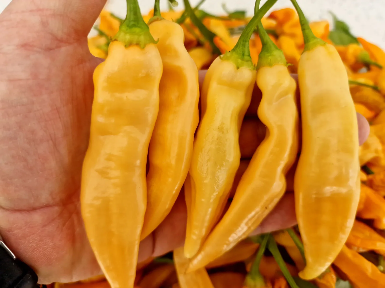 Sugar Rush Peach Chilli Seeds - Image 4