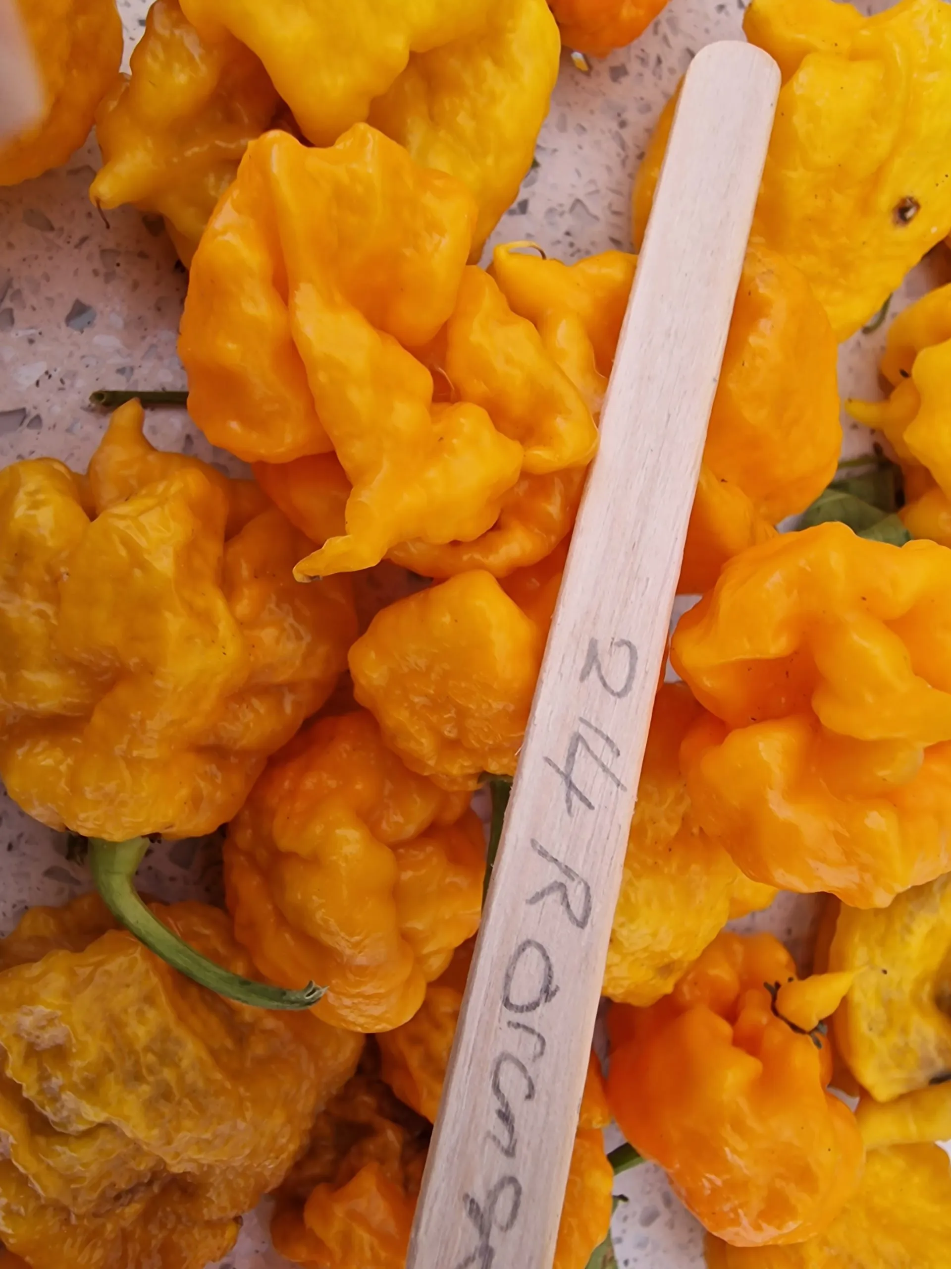 Carolina Reaper Orange Chilli Seeds - Image 4