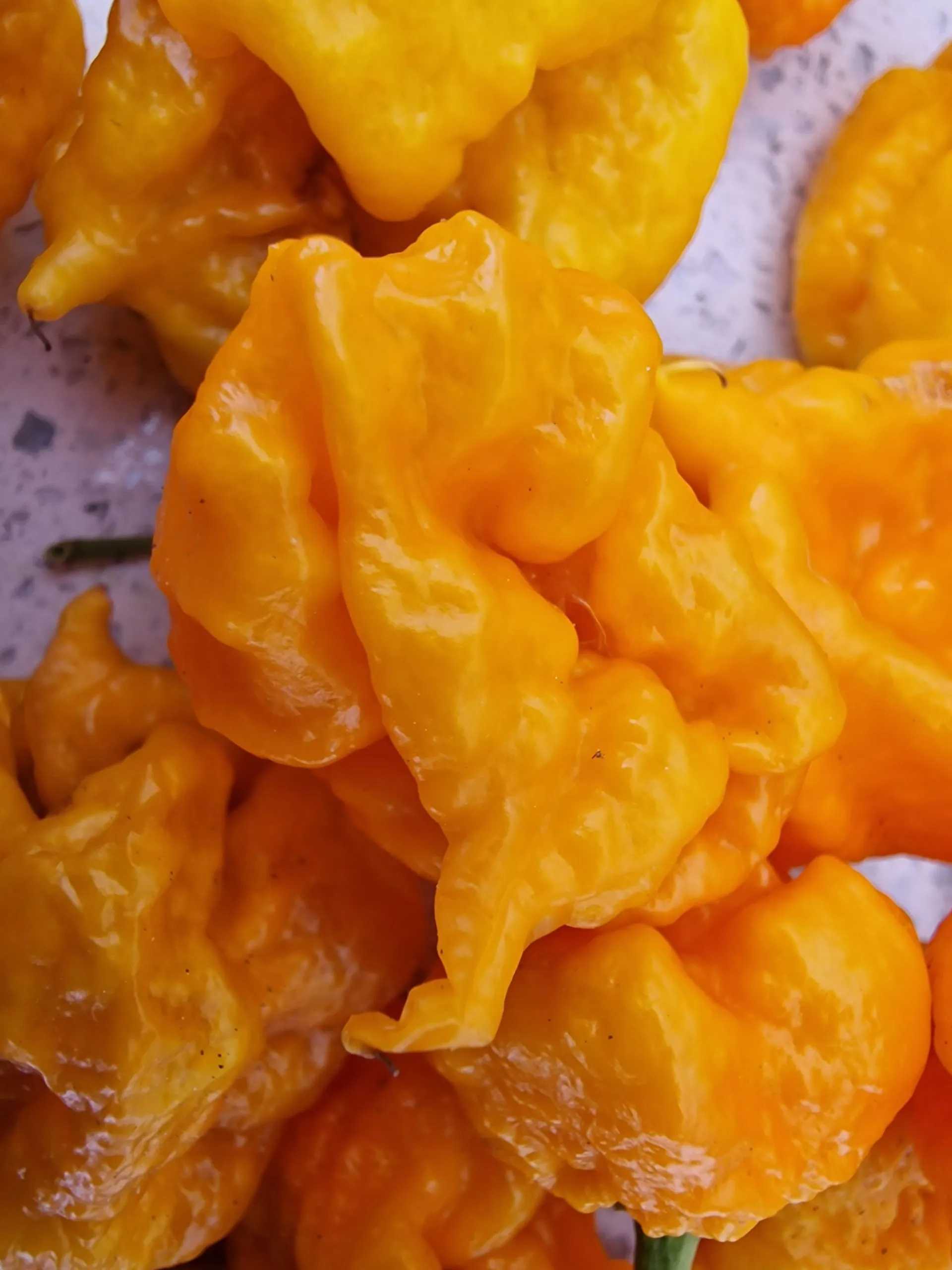 Carolina Reaper Orange Chilli Seeds - Image 5